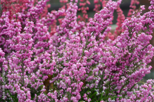 purple heather flowers macro © aga7ta