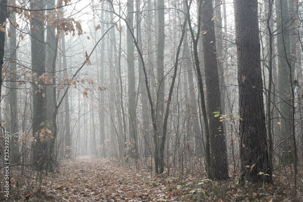 autumn forest on foggy day autumn forest on foggy day