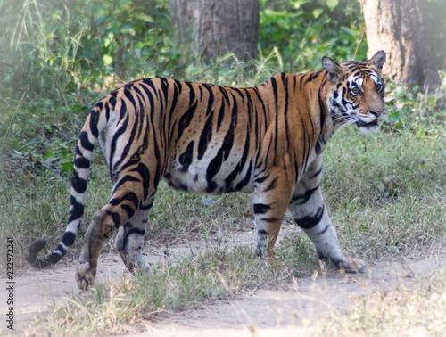 Wild tiger  Kanha National Park  Madhya Pradesh  India