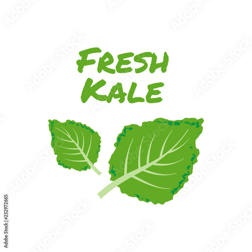 kale icon vector. Fresh kale vector illustration