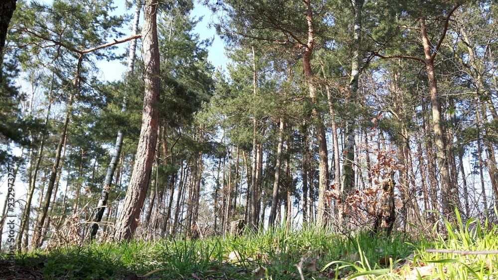 Obraz premium Kurviger Wald