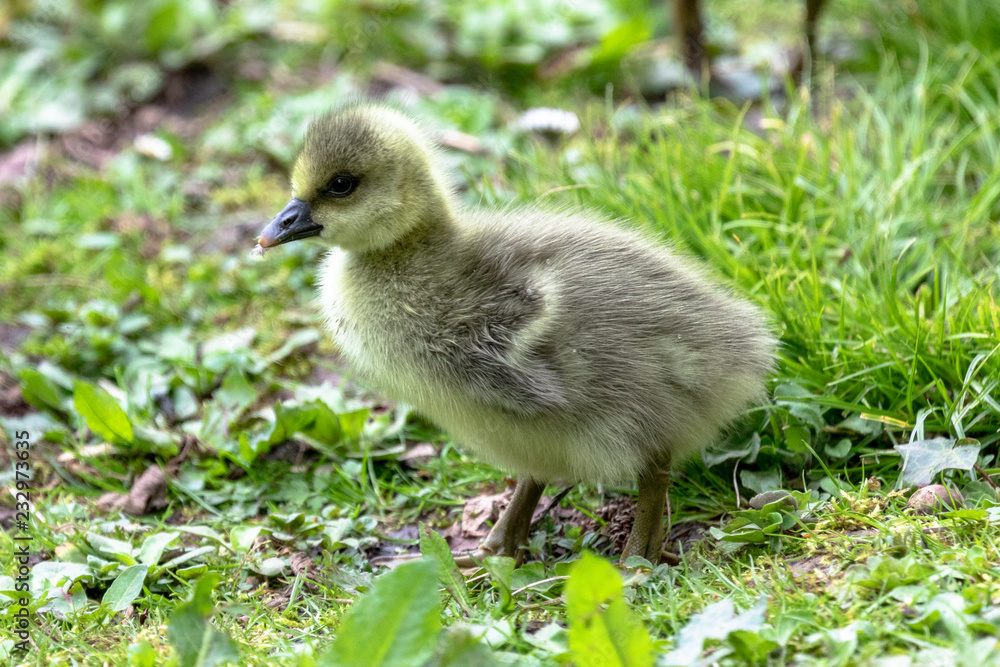 Gosling on land, WWT Slimbridge, Gloucestershire Gosling on land, WWT Slimbridge, Gloucestershire