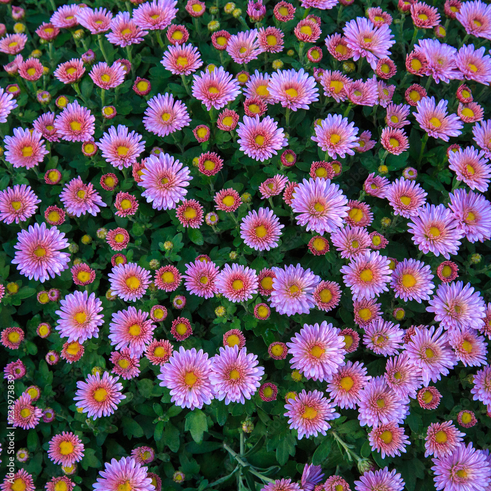 Abstract background of flowers Abstract background of flowers
