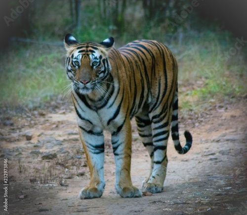 Wild tiger, Bandhavgarh National park, India