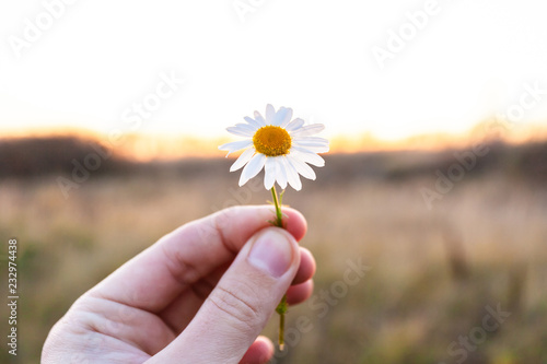 Obraz na płótnie small daisy flower in hand on sunset background w salonie