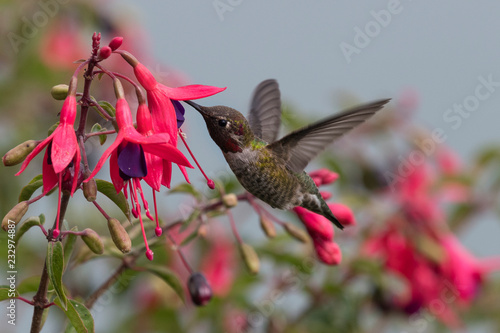 Colibri et sa fleur rouge photo