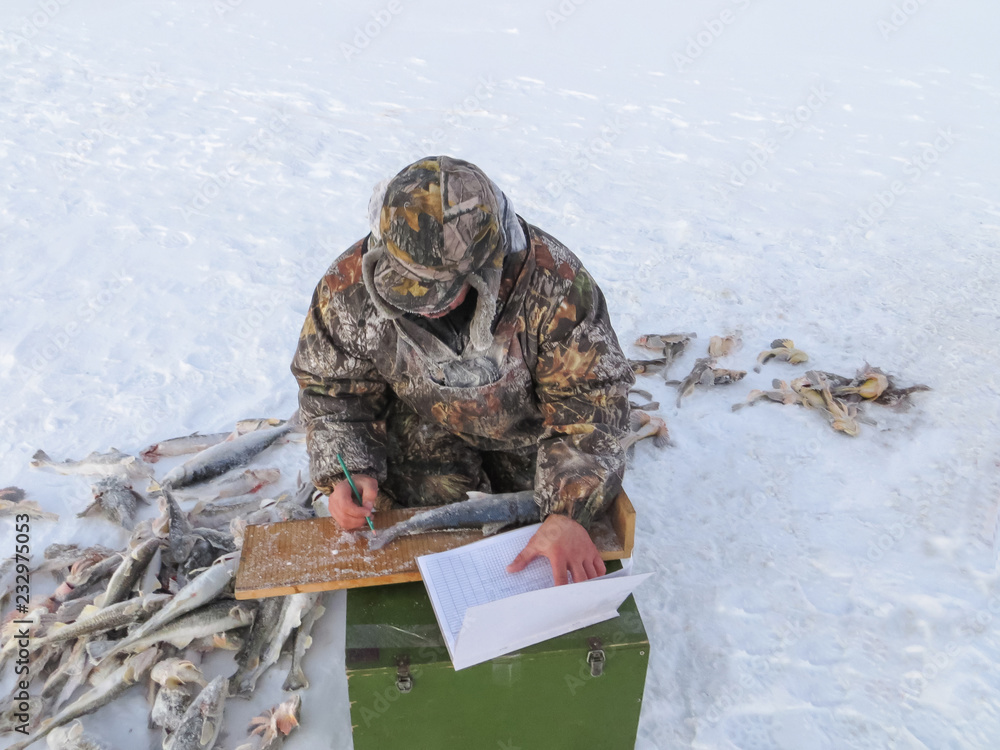 Fototapeta premium scientist studying fish