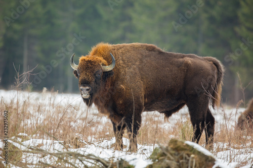 European bison - Bison bonasus in the Knyszyn Forest (Poland) photo