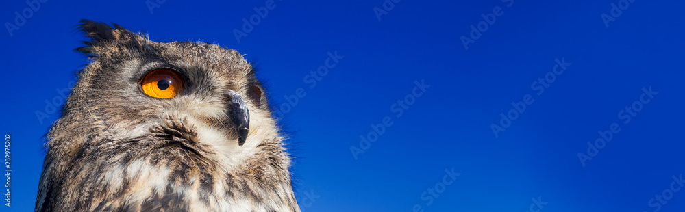 European Eagle Owl Panoramic Web Banner - obrazy, fototapety, plakaty 
