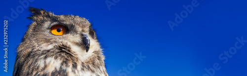 European Eagle Owl Panoramic Web Banner
