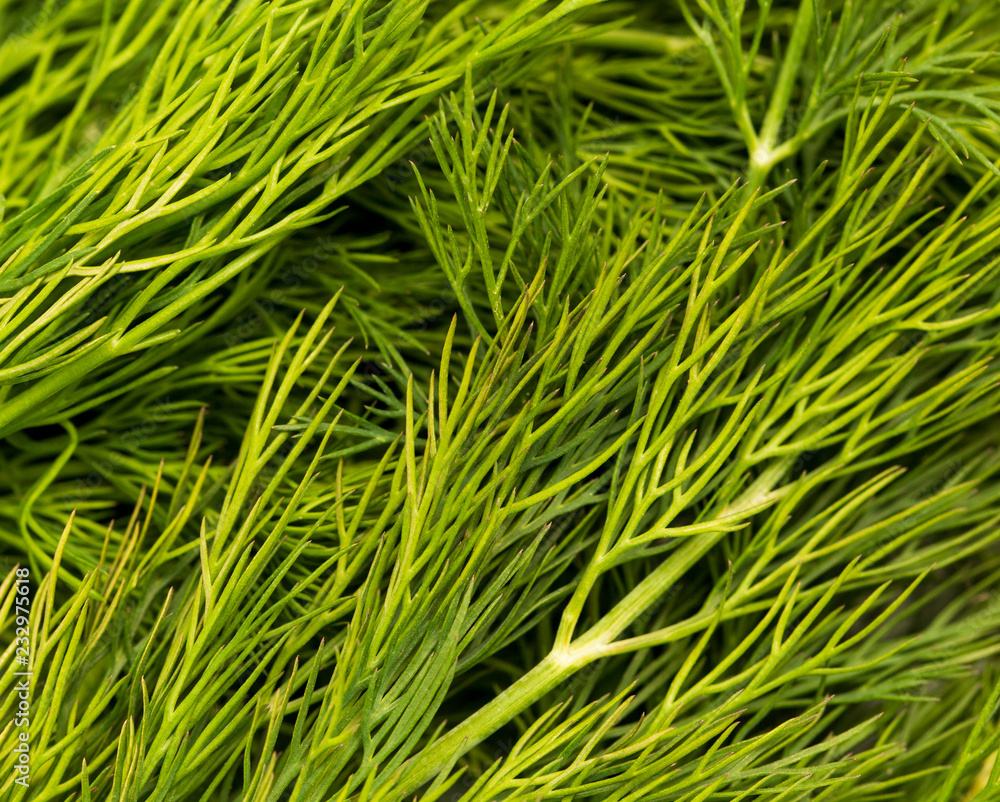 Green leaves of dill as abstract background Green leaves of dill as abstract background