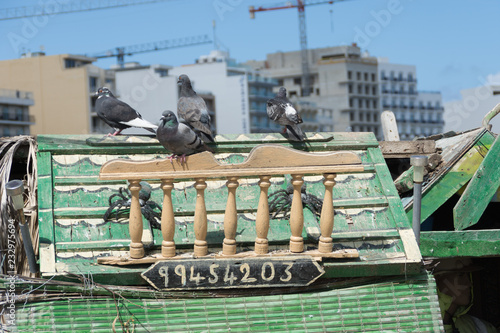 Duck Village, manoel island, Malta photo