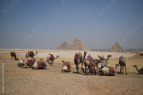 Camels and the pyramids
