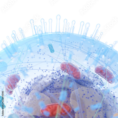 3d rendered medically accurate illustration of a human cell photo