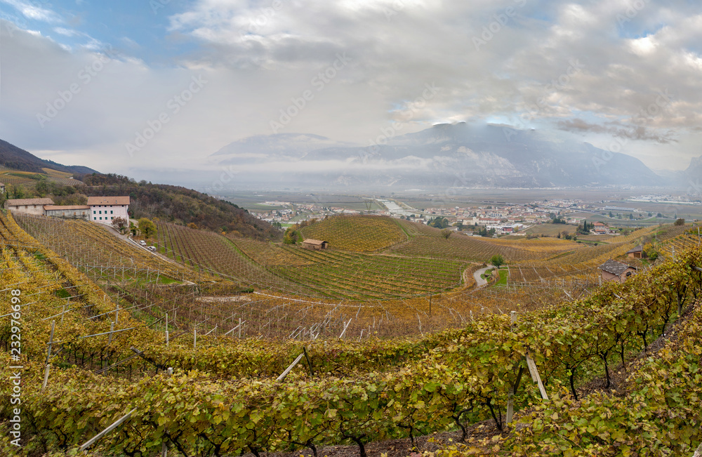 Wine yards in Mezzocorona (Trentino Alto Adige, Italy)