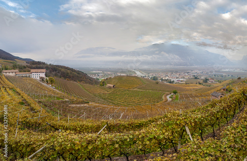 Wine yards in Mezzocorona (Trentino Alto Adige, Italy)