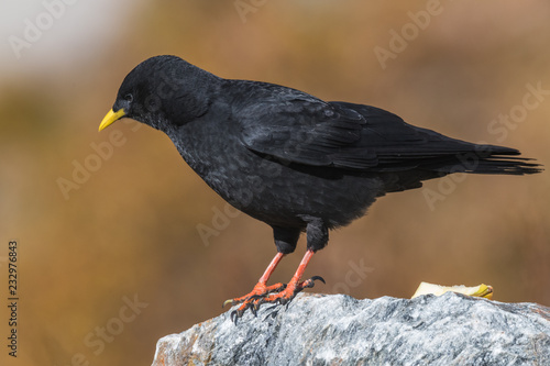 Alpine Chough Pyrrhocorax graculus sitting on the stone