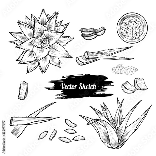Vector set with aloe.  Botanical illustration. Vintage style.
