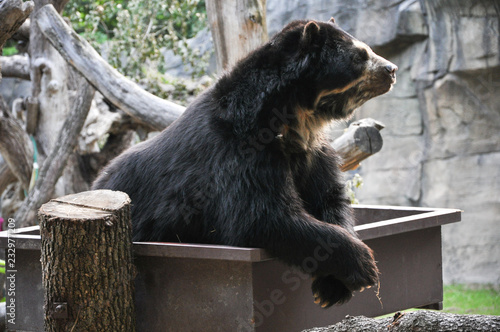 Bear in relax (Bussolengo, Italy) photo