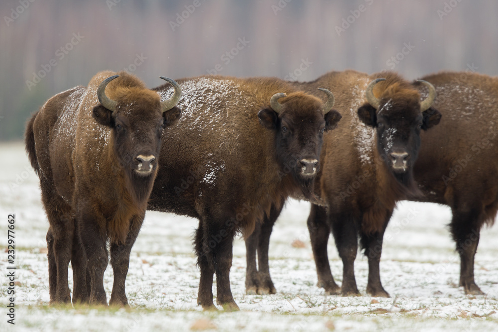 Fototapeta premium European bison - Bison bonasus in the Knyszyn Forest (Poland)