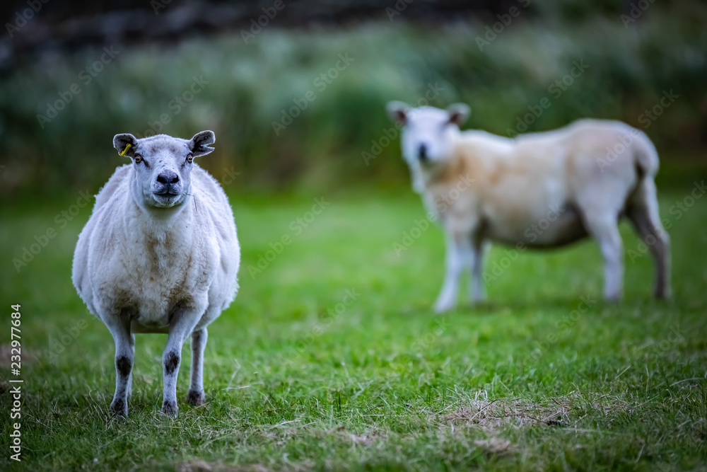 Shetland sheep at Shetland Islands Shetland sheep at Shetland Islands