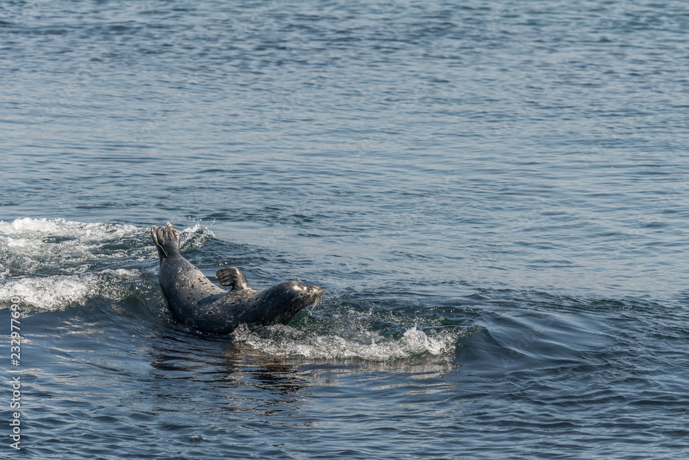 Fototapeta premium phoque commun 