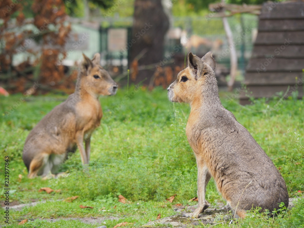 Fototapeta premium OLYMPUS DIGITAL CAMERA