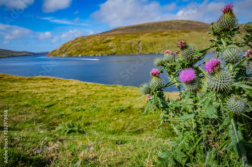 Fotografie traditional scottish thistles