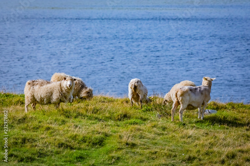 Fototapeta Naklejka Na Ścianę i Meble -  Beautiful View at Shetlands