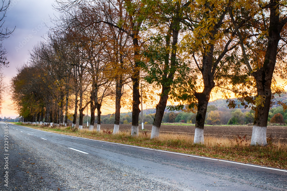 Road. Asphalt road among autumn trees. Road marking. Dawn.