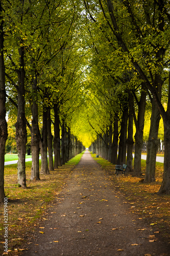 Autumn alley