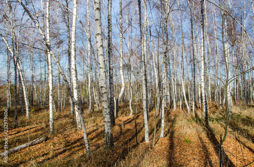 birch grove and sky