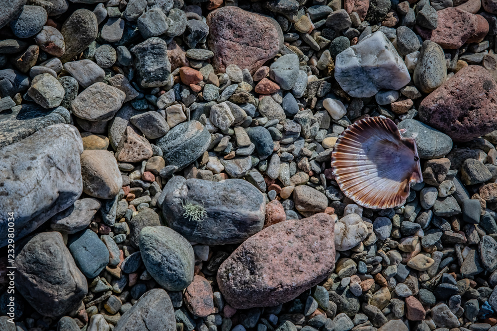 Rocks and shells on the beach - background