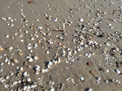 Strand mit Muscheln