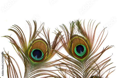 peacock feathers on a white background.