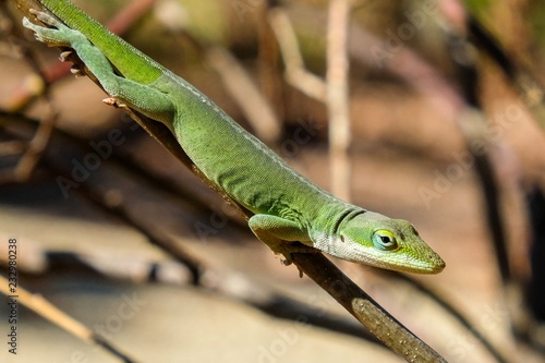 A Carolina anole clings to a small branch of a shrub at Yates Mill County Park in Raleigh North Carolina.