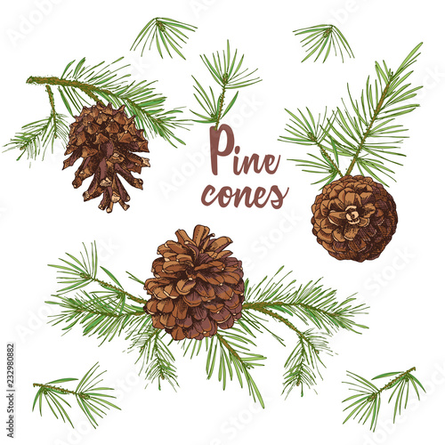 Realistic Botanical ink sketch of colorful fir tree branches with pine cone isolated on white background. Good idea for templates invitations, greeting cards. Vector illustrations