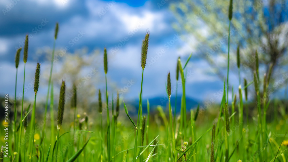 Green Grass Field Green Grass Field