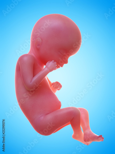 3d rendered medically accurate illustration of a human fetus week 19 photo