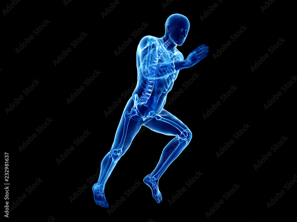 3d rendered illustration of a joggers skeleton 3d rendered illustration of a joggers skeleton