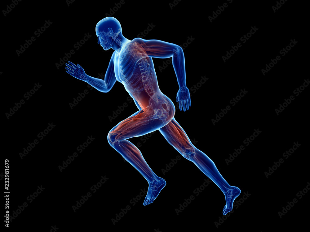 3d rendered illustration of a joggers muscles