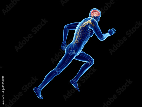 3d rendered illustration of a joggers brain © Sebastian Kaulitzki