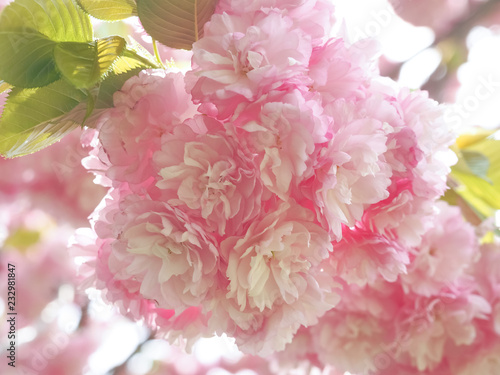 Fototapeta Naklejka Na Ścianę i Meble -  Close up of Double Cherry Blossom