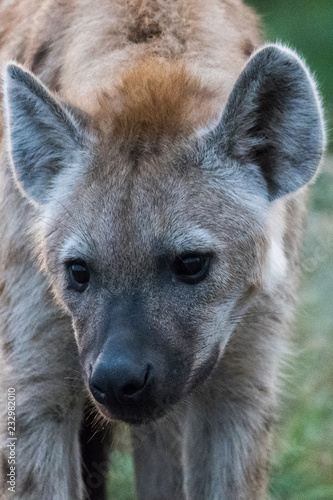 Portrait de jeune hyène