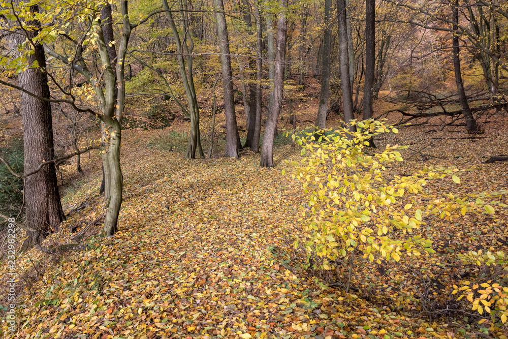Herbst im Hennefer Hanfbachtal Herbst im Hennefer Hanfbachtal