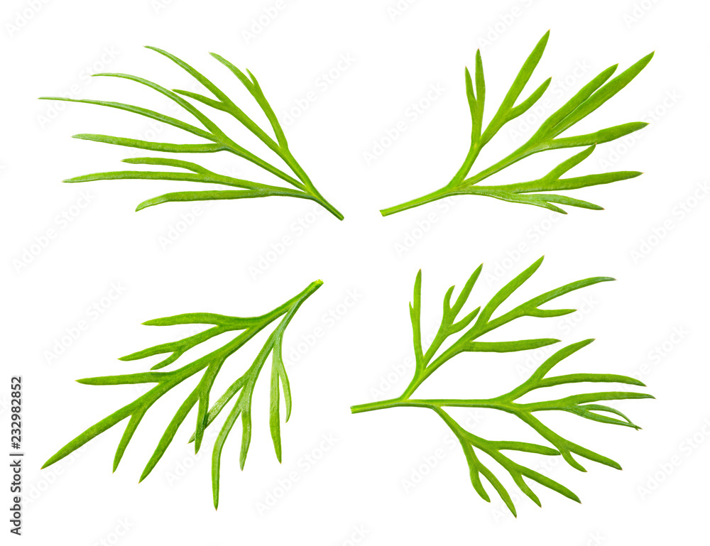 Obraz premium Dill. Fresh dill herb. Collection isolated on white.