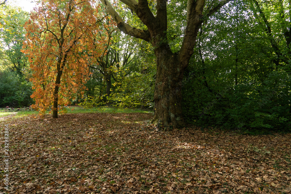 herbstlicher Park