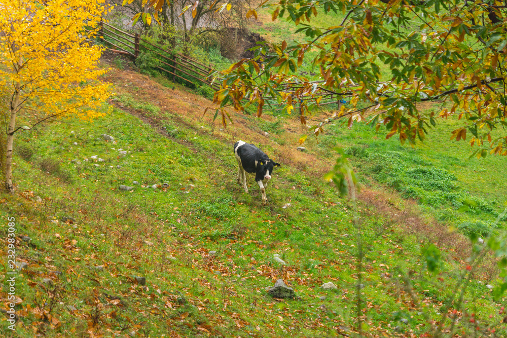 Cows walking around the agriturism territory on a rainy October day. Picturesque colourful autumnal view in Novacella, Varna in South Tyrol, Italy, Europe. Cows walking around the agriturism territory on a rainy October day. Picturesque colourful autumnal view in Novacella, Varna in South Tyrol, Italy, Europe.