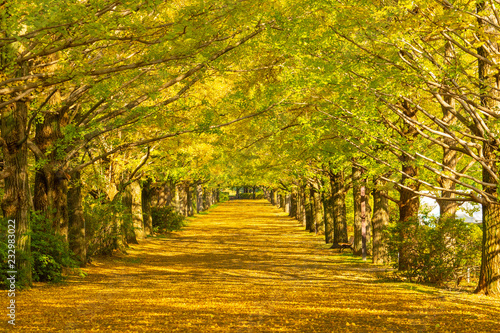 Tunnel of ginkgo trees © namezon