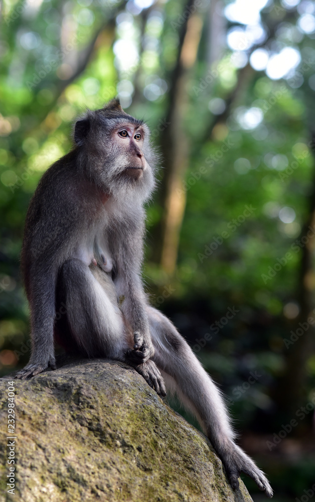 Monkey Forest Ubud is the sanctuary or natural habitat of Balinese long tailed Monkey in Bali Island, Indonesia